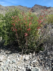 Penstemon utahensis