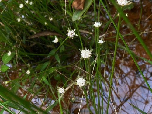Eriocaulon decemflorum iNat (2)