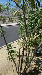 × chitalpa tashkentensis