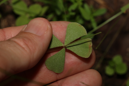 Image of Marsilea drummondii by (c) Greg Tasney, some rights reserved (CC BY-SA)