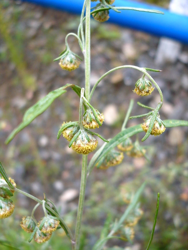 Artemisia sieversiana iNat (1)