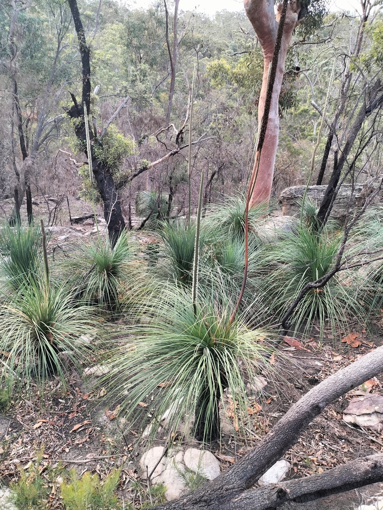 Xanthorrhoea arborea R.Br.