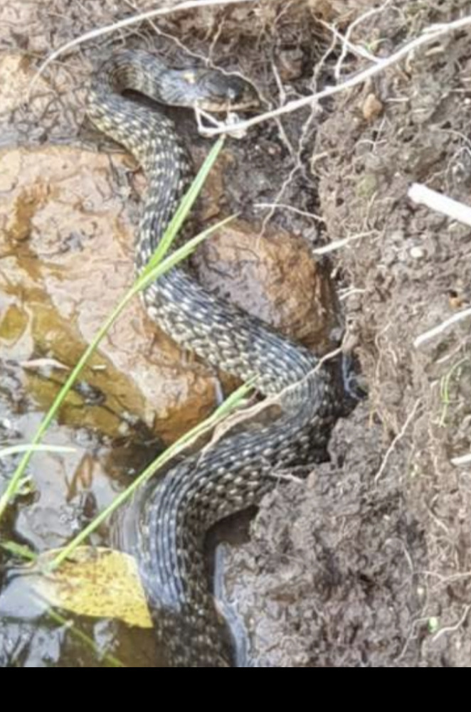 Freshwater Snake from EB Uhr Park, Maryborough, QLD, AU on January 11