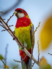 Platycercus eximius eximius