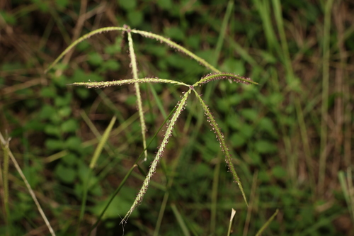 Image of Chloris ventricosa by (c) Greg Tasney, some rights reserved (CC BY-SA)