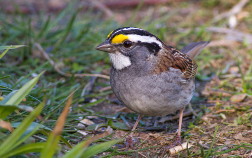 White-throated Sparrow photographed in Maine