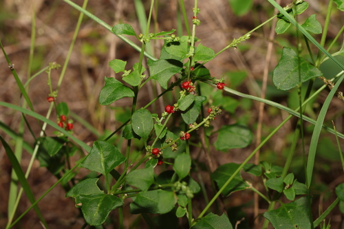 Image of Chenopodium robertianum by (c) Greg Tasney, some rights reserved (CC BY-SA)