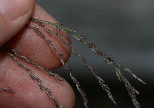 Leptochloa decipiens observed 2024-01-11