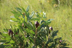 Protea caffra caffra × simplex