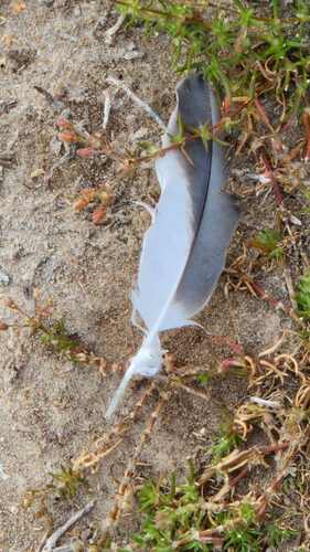 Plume de Élanion blanc