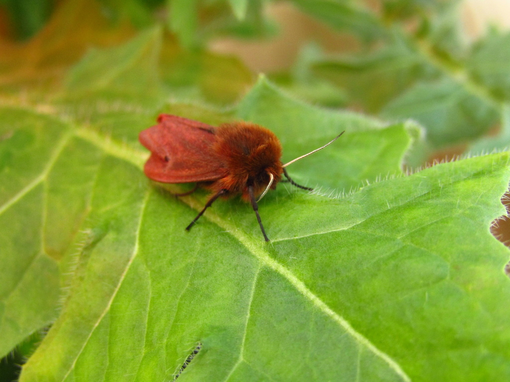 Ruby Tiger Moth from Кохма, Ивановская обл., Россия on April 21, 2022 ...