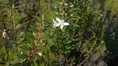 Agathosma crenulata