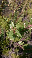 Agathosma crenulata
