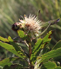 Protea caffra caffra × simplex