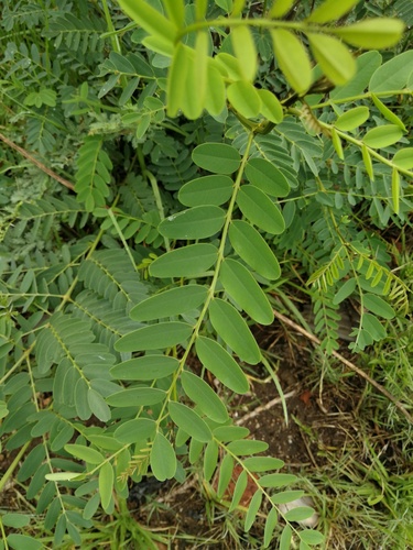 Foto de Tipuana