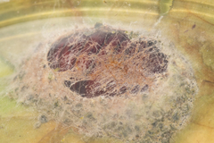 Eutelia catephioides