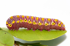 Eutelia catephioides