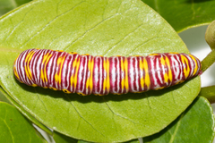 Eutelia catephioides