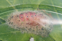 Eutelia catephioides