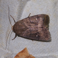 Athetiina