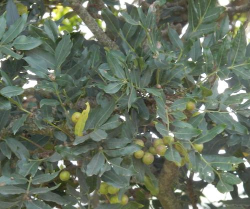 Ekebergia capensis