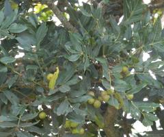 Ekebergia capensis