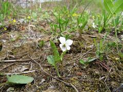 Viola patrinii