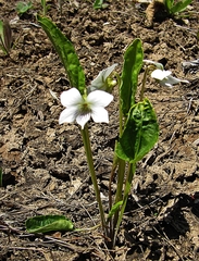 Viola patrinii