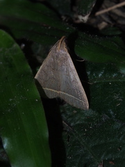 Simplicia cornicalis