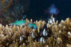 Chromis atripectoralis