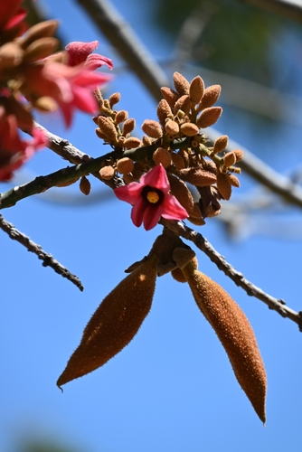 Brachychiton × excellens Guymer 3