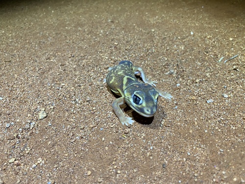 Common Knob-tailed Gecko