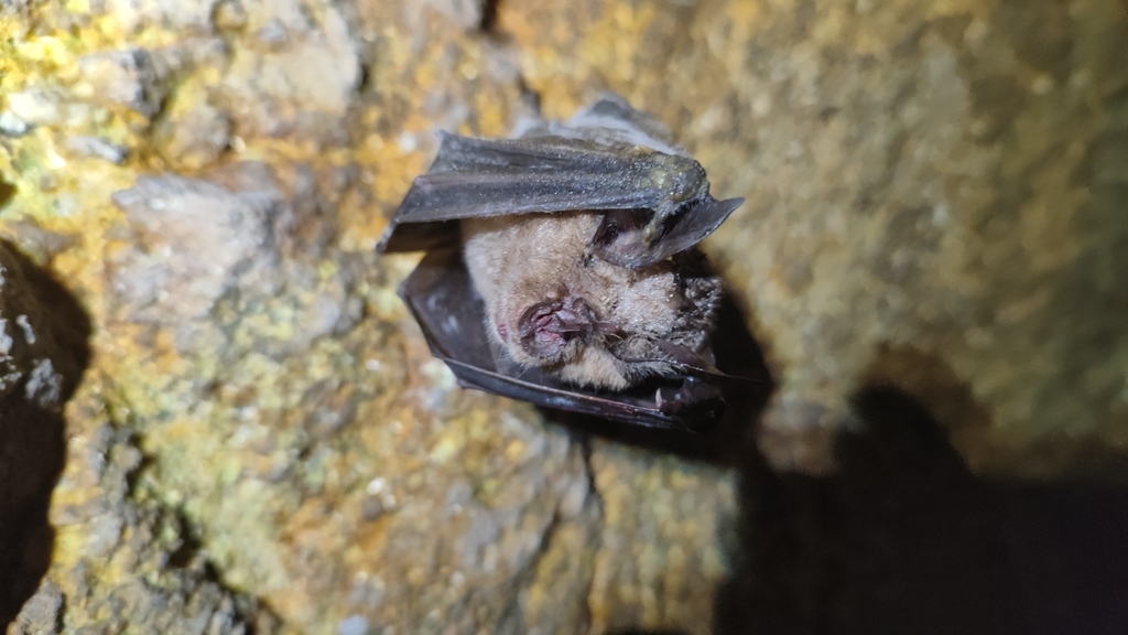 Horseshoe Bats In January 2024 By Jo O Lima INaturalist   Large 