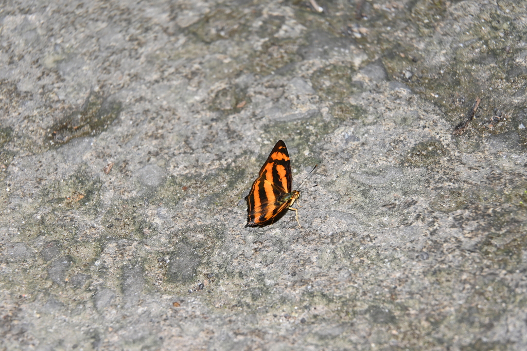 Common Jester Common Jester from Ranau, Sabah, Malaysia on January 9, 2024 at 10:22 ...