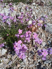 Malcolmia maritima