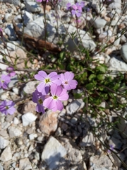 Malcolmia maritima
