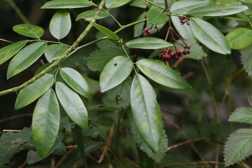 Image of Dalbergia benthamii by no rights reserved