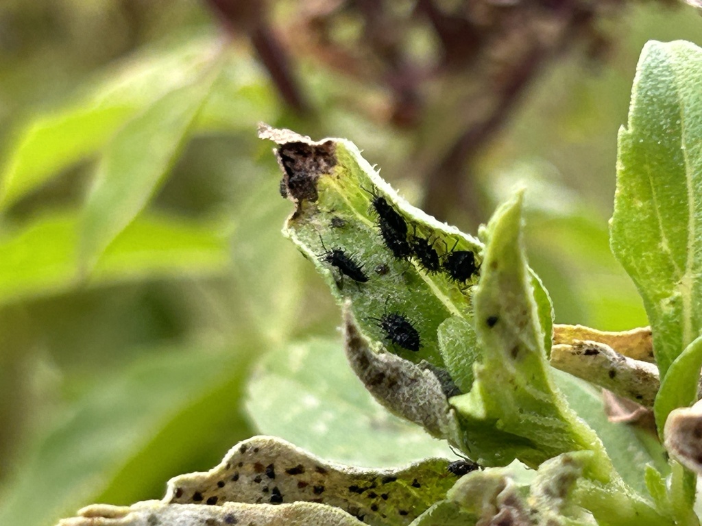 Basil Lace Bug from Waab Ighbatha Street, Al Rayyan, Al Rayyan, QA on ...