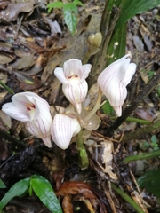 Acanthophippium striatum