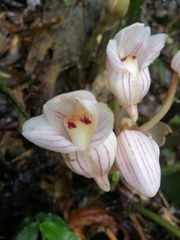 Acanthophippium striatum