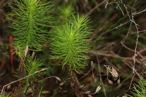 Image of Stylidium laricifolium by (c) Greg Tasney, some rights reserved (CC BY-SA)