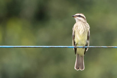 Variegated Flycatcher photo 2