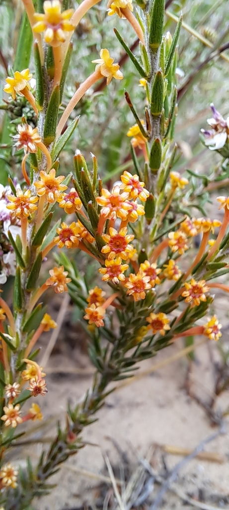 Stringbarks from Hessequa Local Municipality, South Africa on January ...