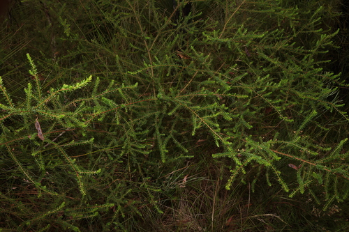Image of Acacia brunioides by (c) Greg Tasney, some rights reserved (CC BY-SA)