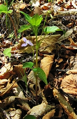 Viola acuminata