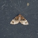 Barred Carpet - Photo (c) Nigel Voaden, some rights reserved (CC BY)