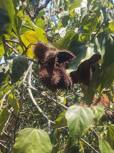 Foto de Urucum