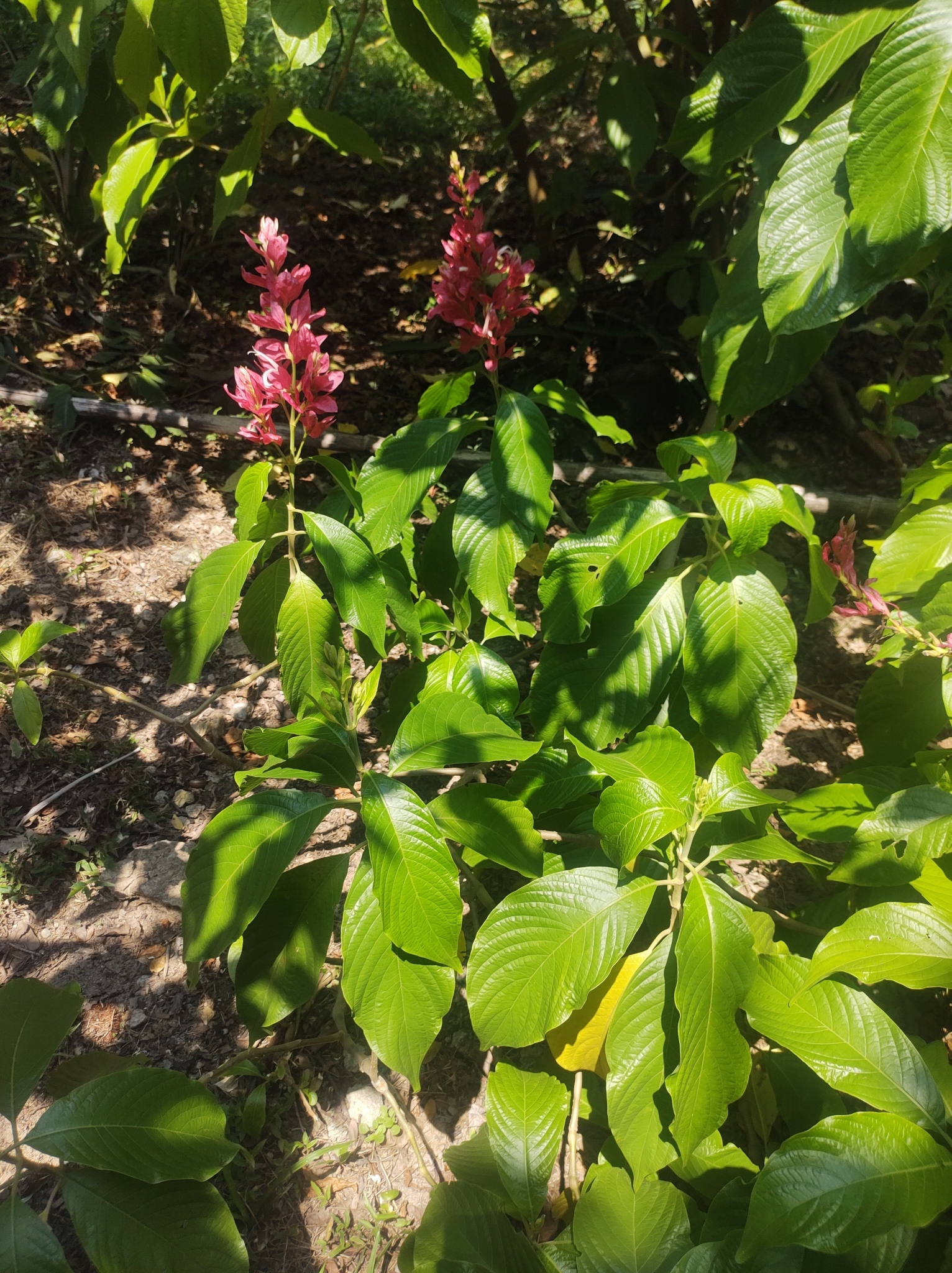 Imagem de Camarão-vermelho