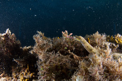 Corythoichthys haematopterus