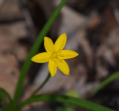Hypoxis hygrometrica